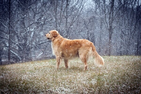 A fun walk in the company of white snowflakes