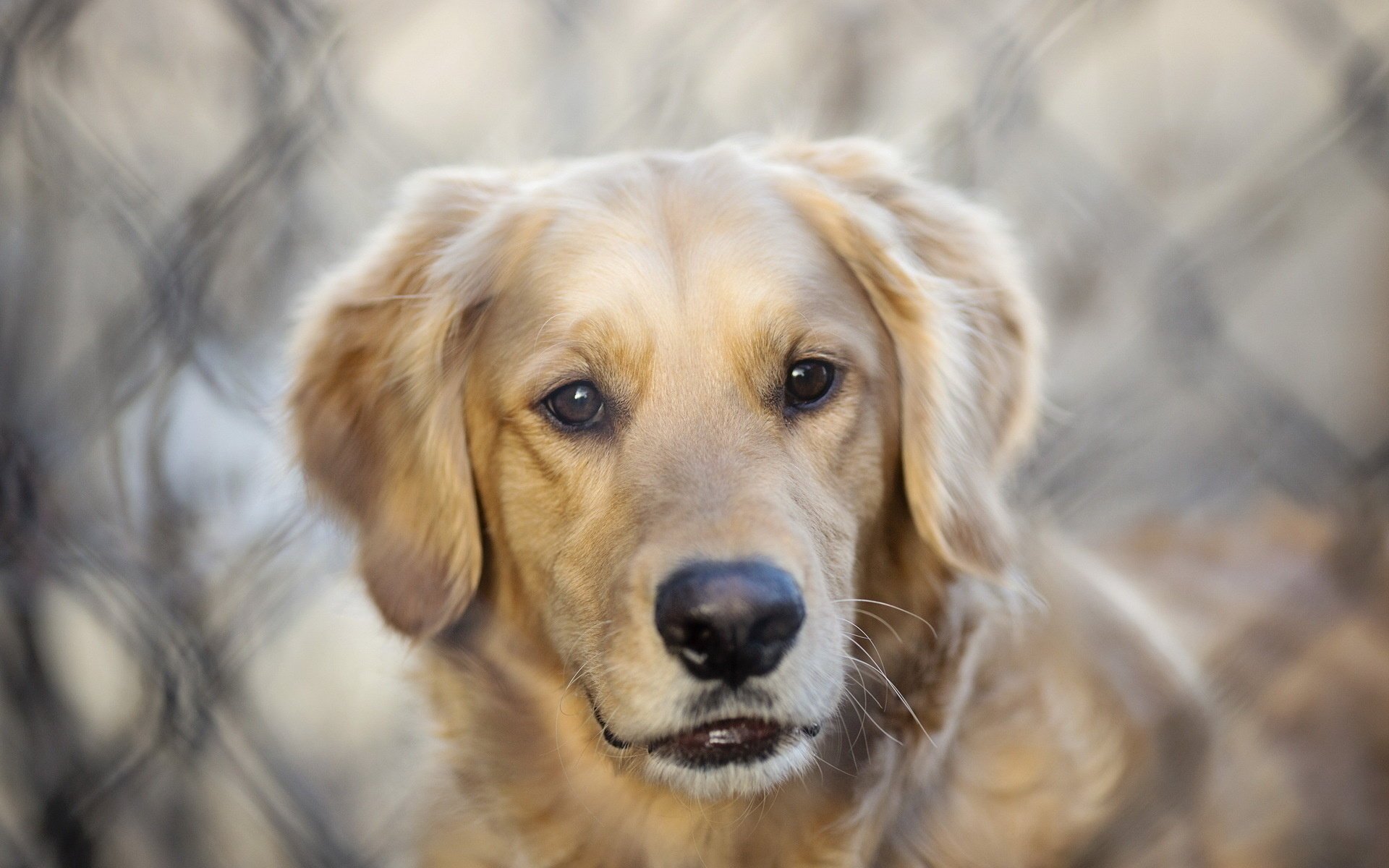 dog each look