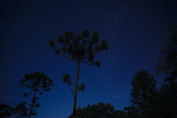Trees at night against the background of space