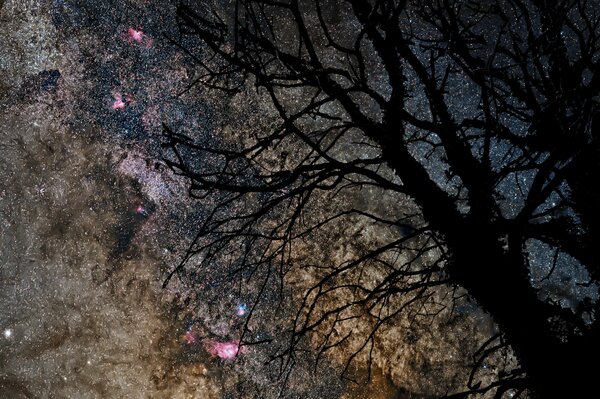 Silhouette of a tree against the starry sky
