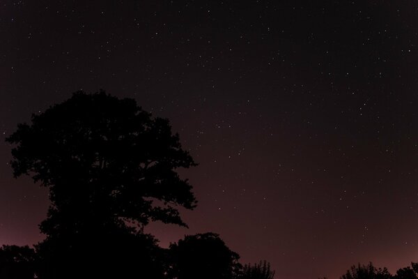 A tree on the background of the night starry sky