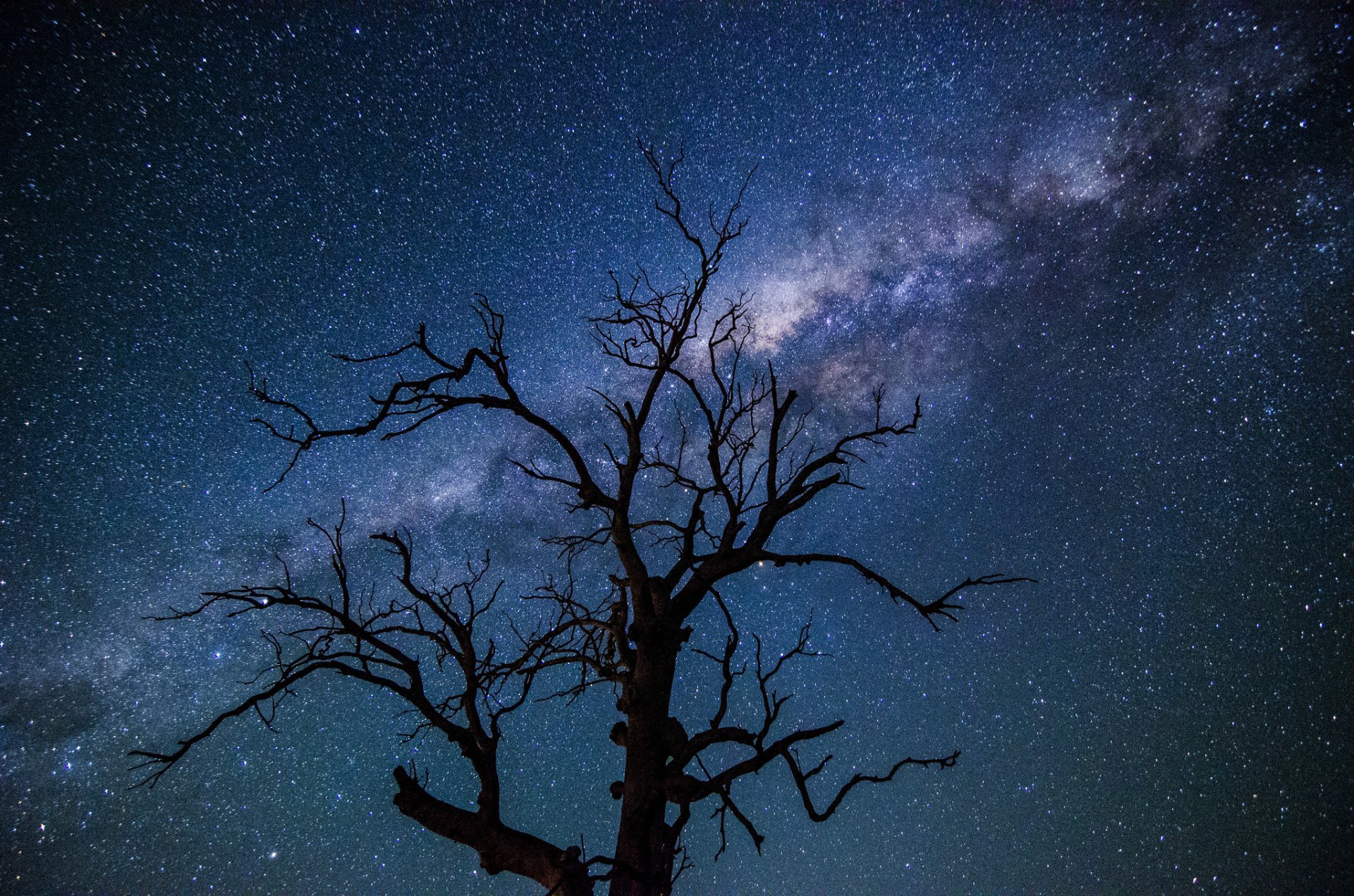 pace star milky way night tree