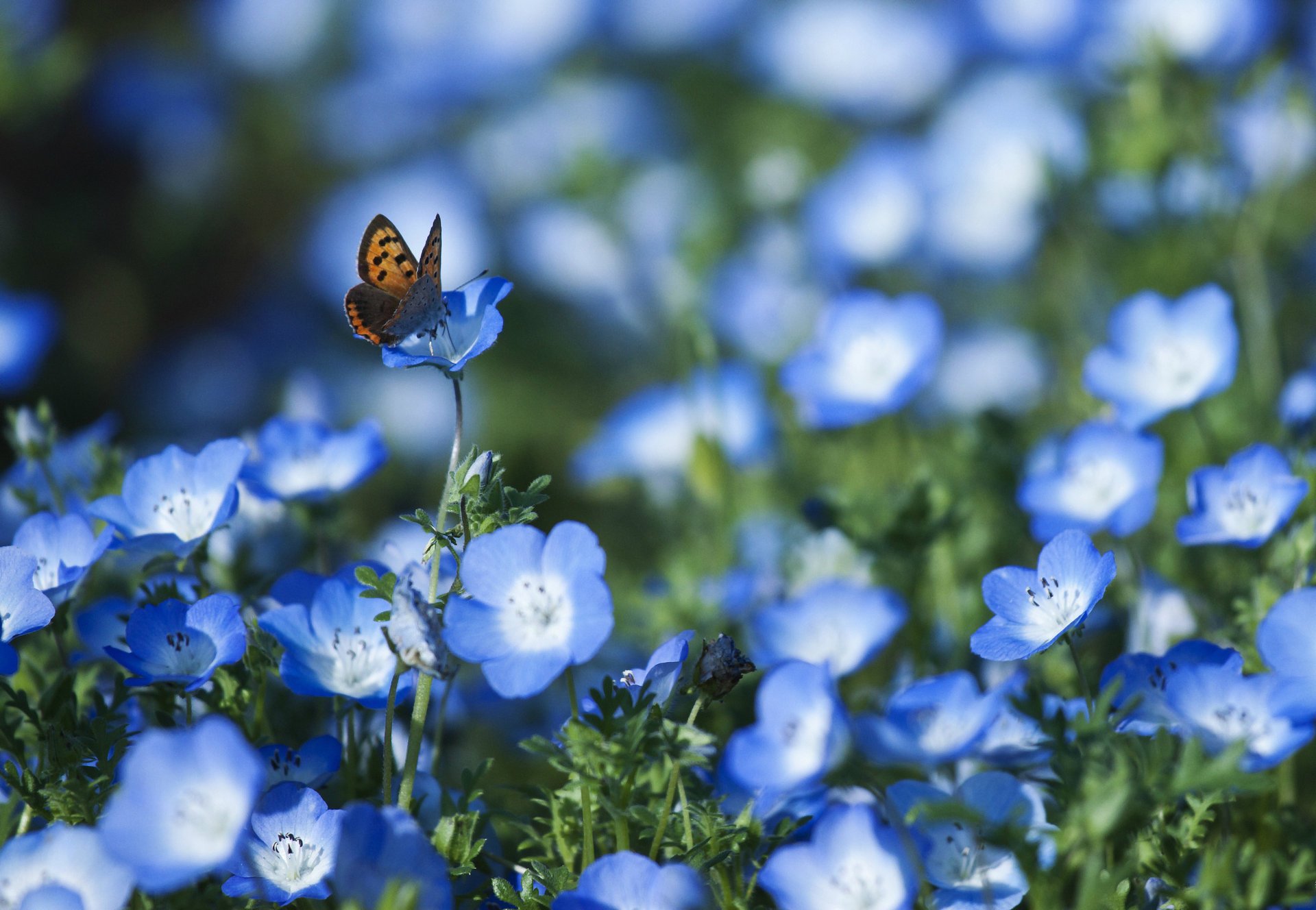 flowers nemophila blue petal