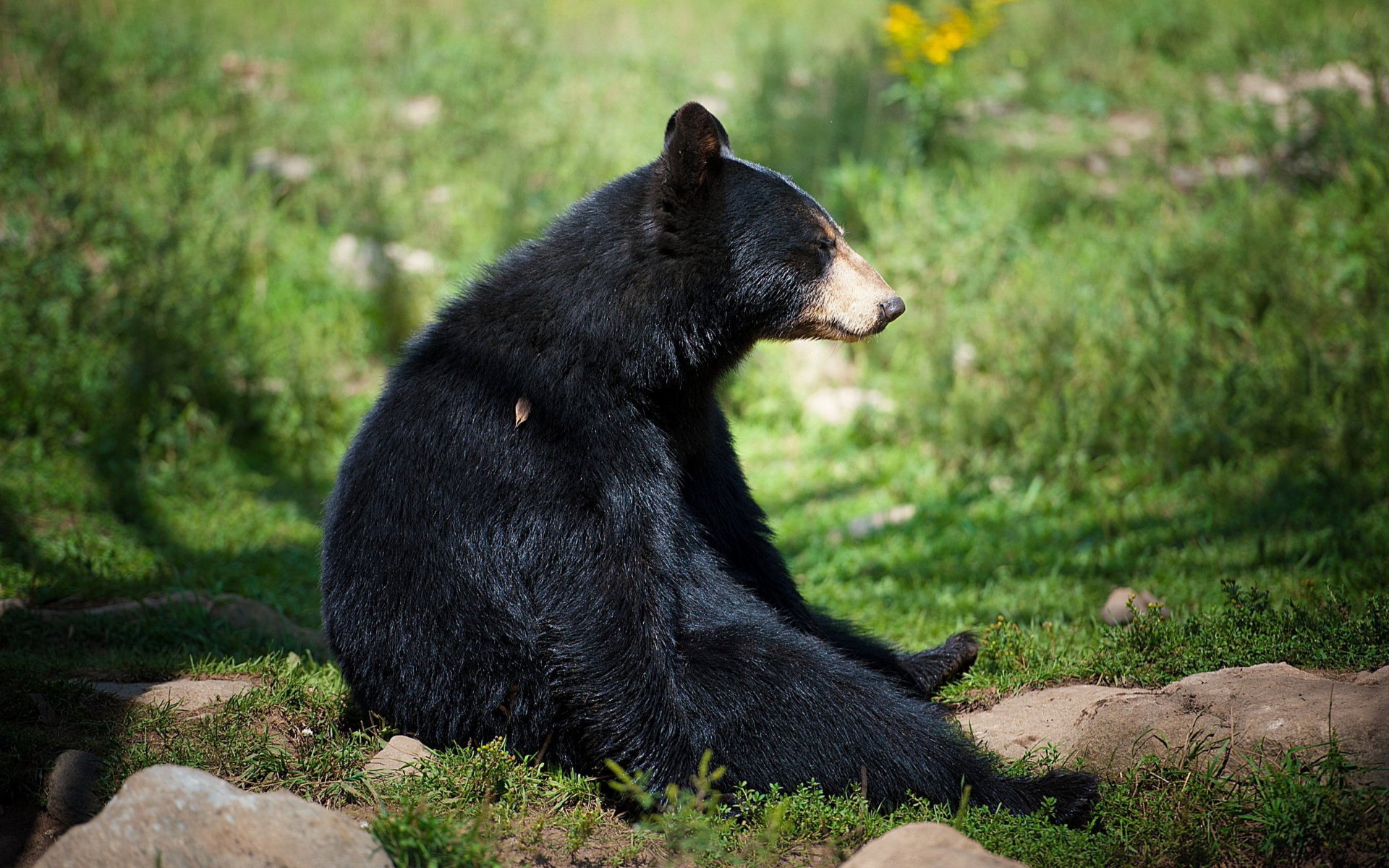 bear black sitting
