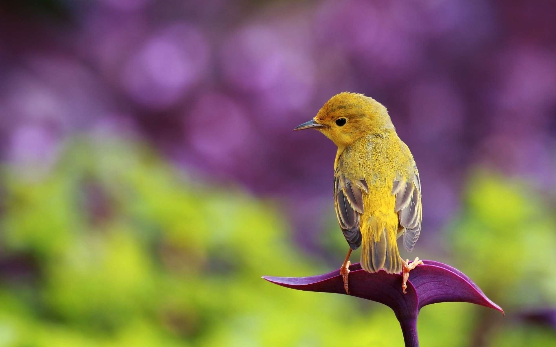 bird bird