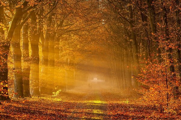 A sunny day in the autumn forest
