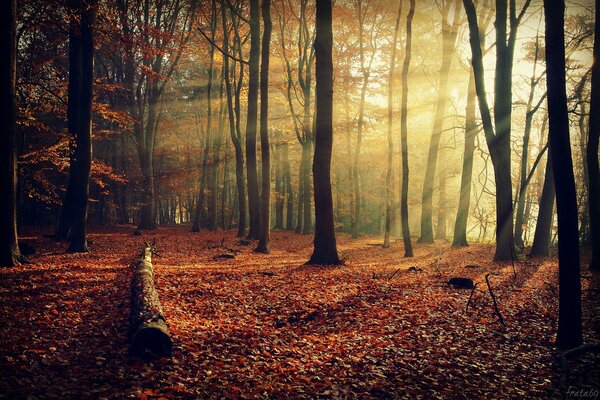 The trees of the autumn forest are beautiful with their colors