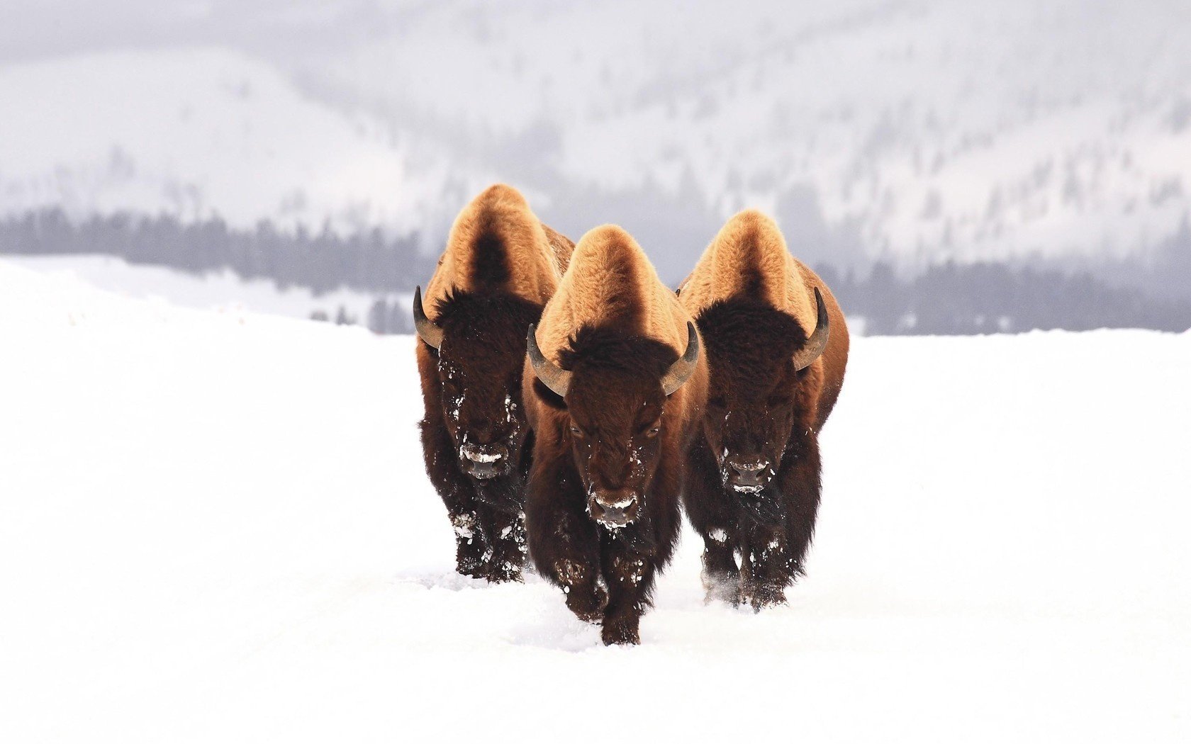 bison snow animals three winter