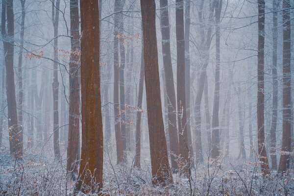 Forest fog hides visibility in the forest