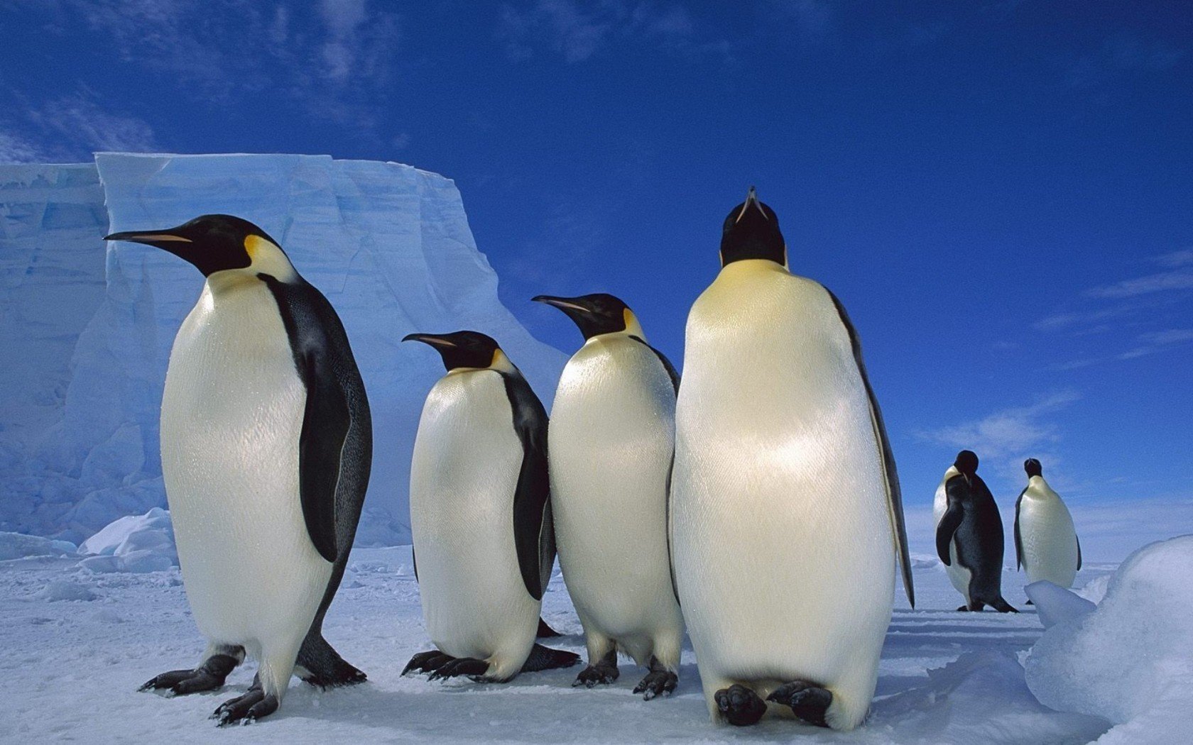 now penguins ice