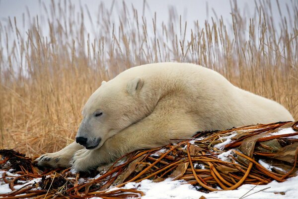 Polar bear in the winter forest