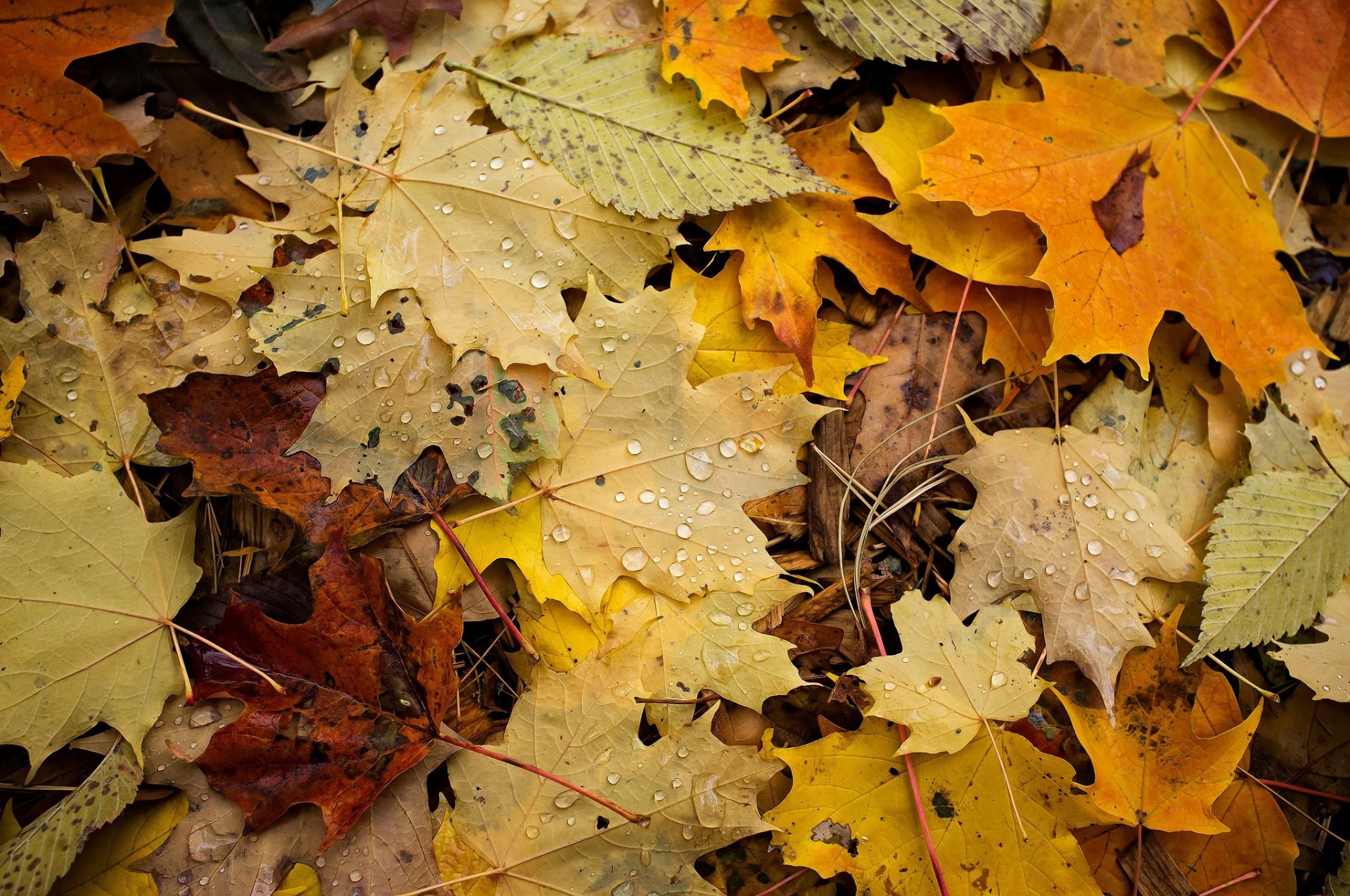 close up autumn foliage fall
