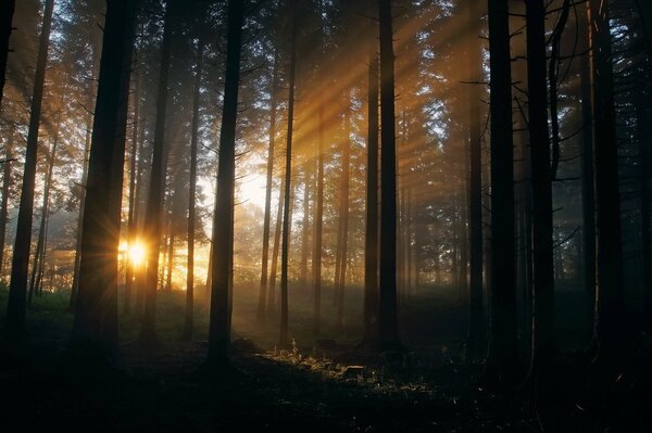 Sodnechnye rays in the teese forest
