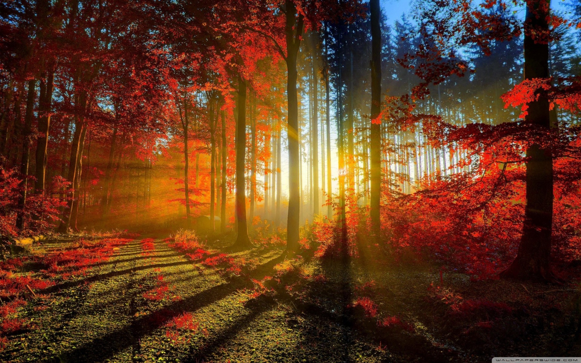 beautiful nature palm forest autumn sun rays path