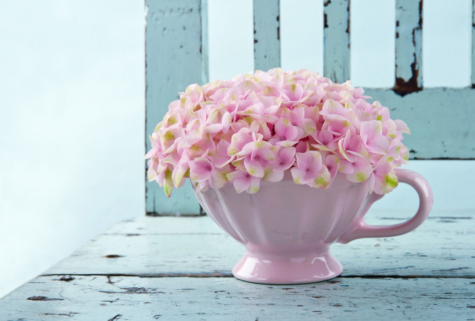 flower full screen vase widescreen background wallpaper pink