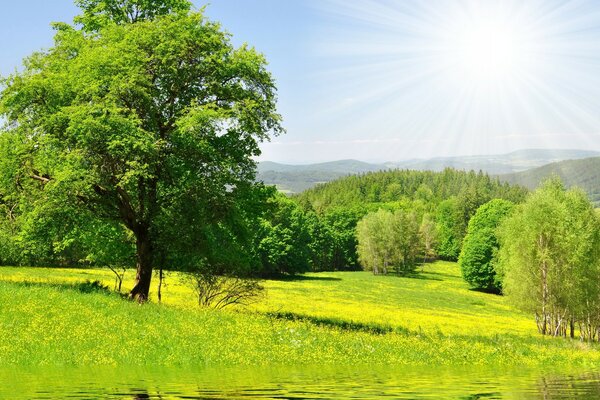 Beautiful photo of trees in the sun near the water
