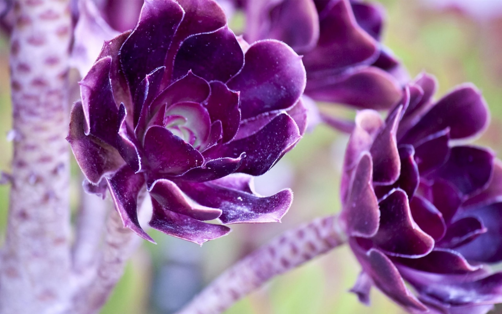 macro purple beautiful flower
