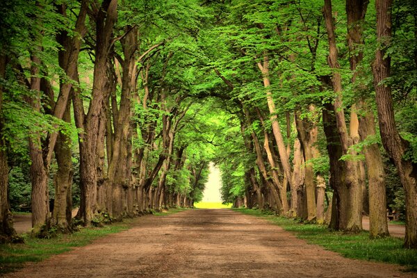 The road between tall green trees