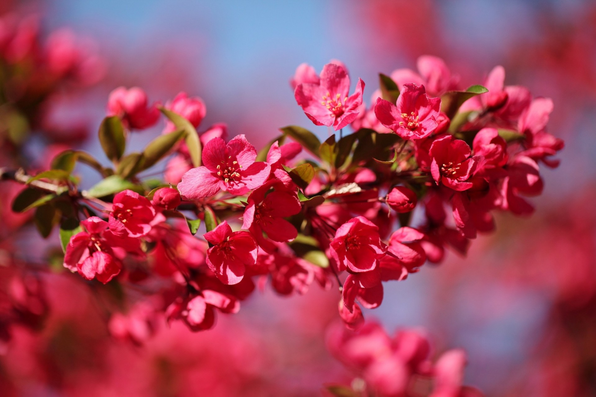 apple flower branch close up spring red