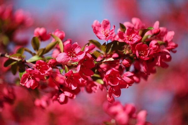 Macro shooting of apple branch flowers