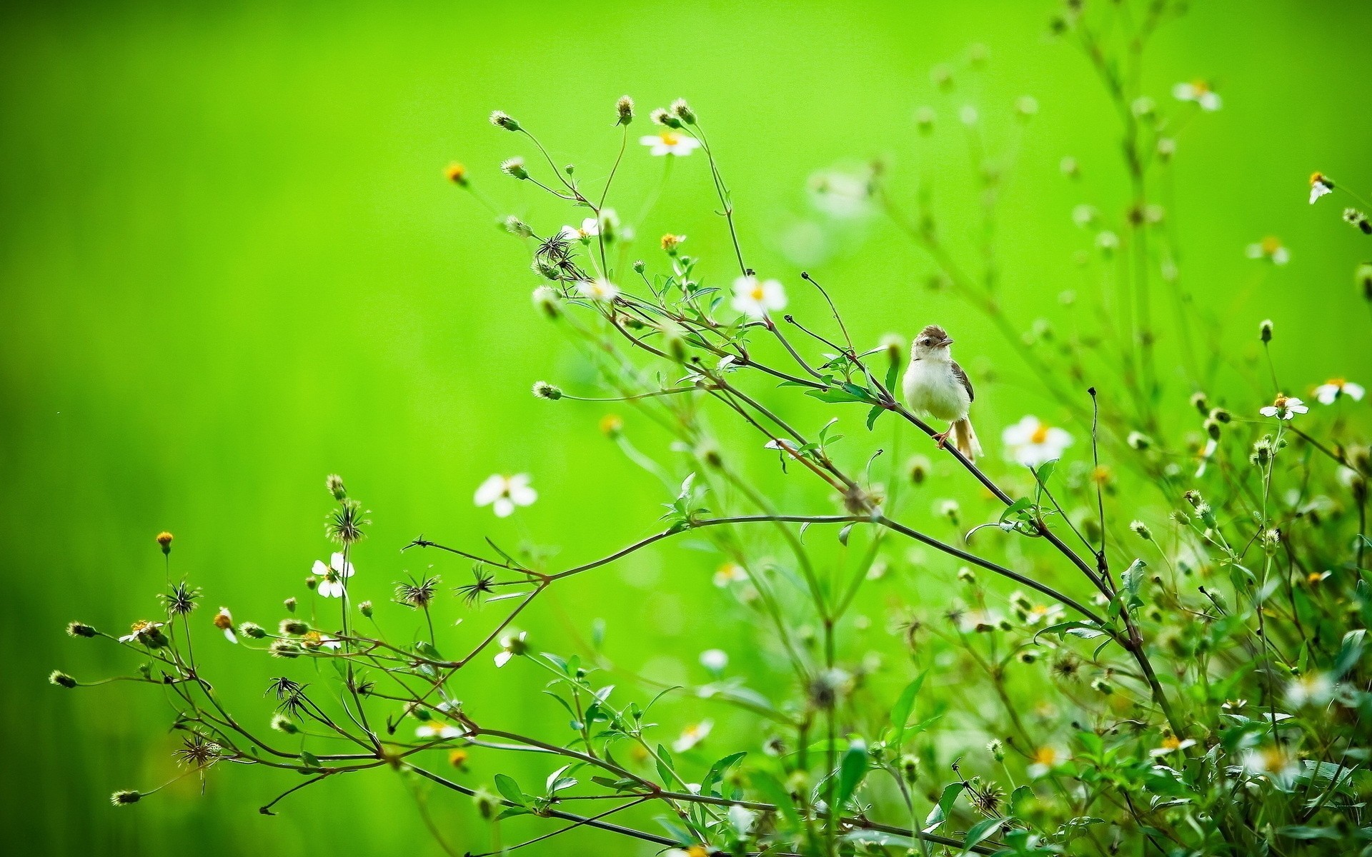 birds summer branches nature