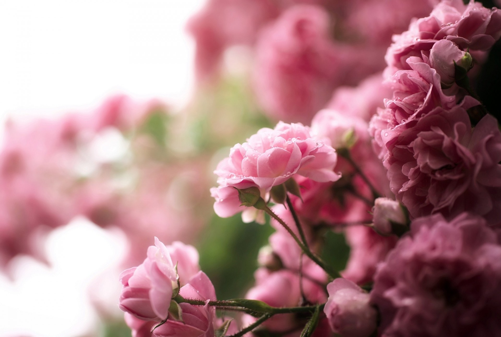 bush rose falls nature flower pink tea