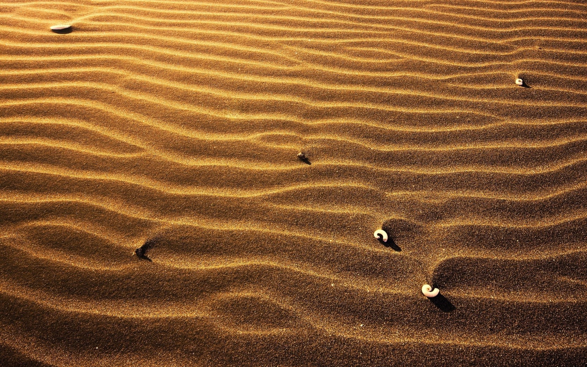 patterns light shells shell shellfish sand