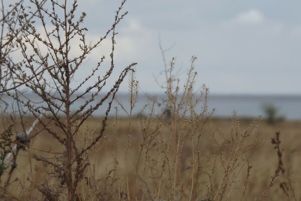 Frosty day. Dry grass
