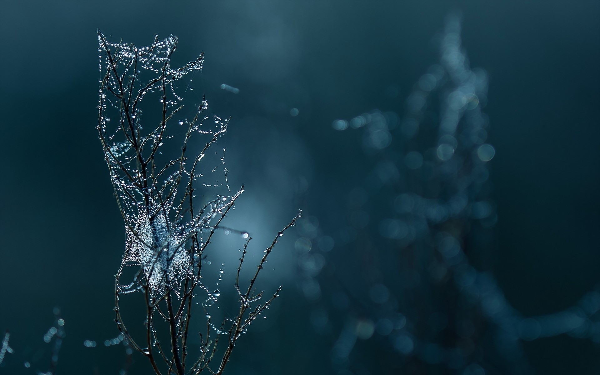 close up falls web branch