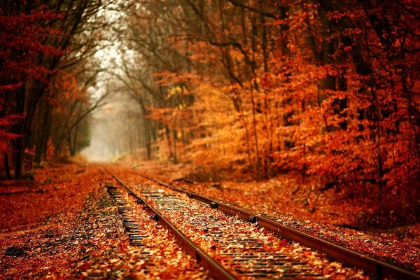 Colorful forest in autumn near the railway