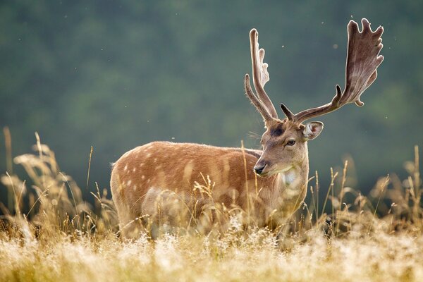 Nature tall grass deer looks