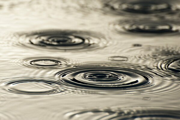 Circles from drops on the water during the rain