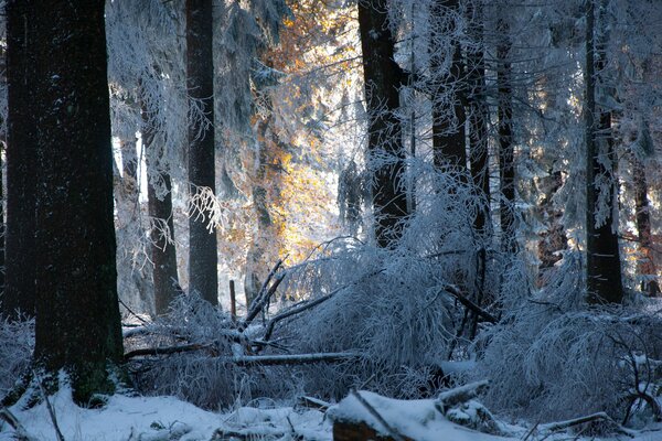 Winter forest trees in the snow