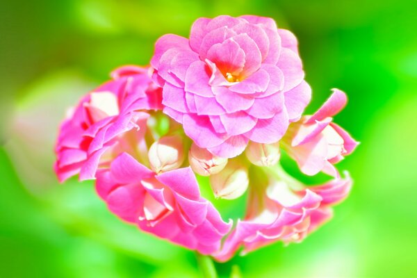 Green-pink flower arrangement