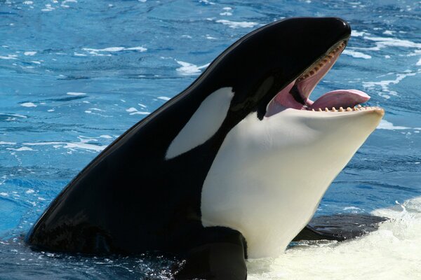 Killer whale bathes in warm water