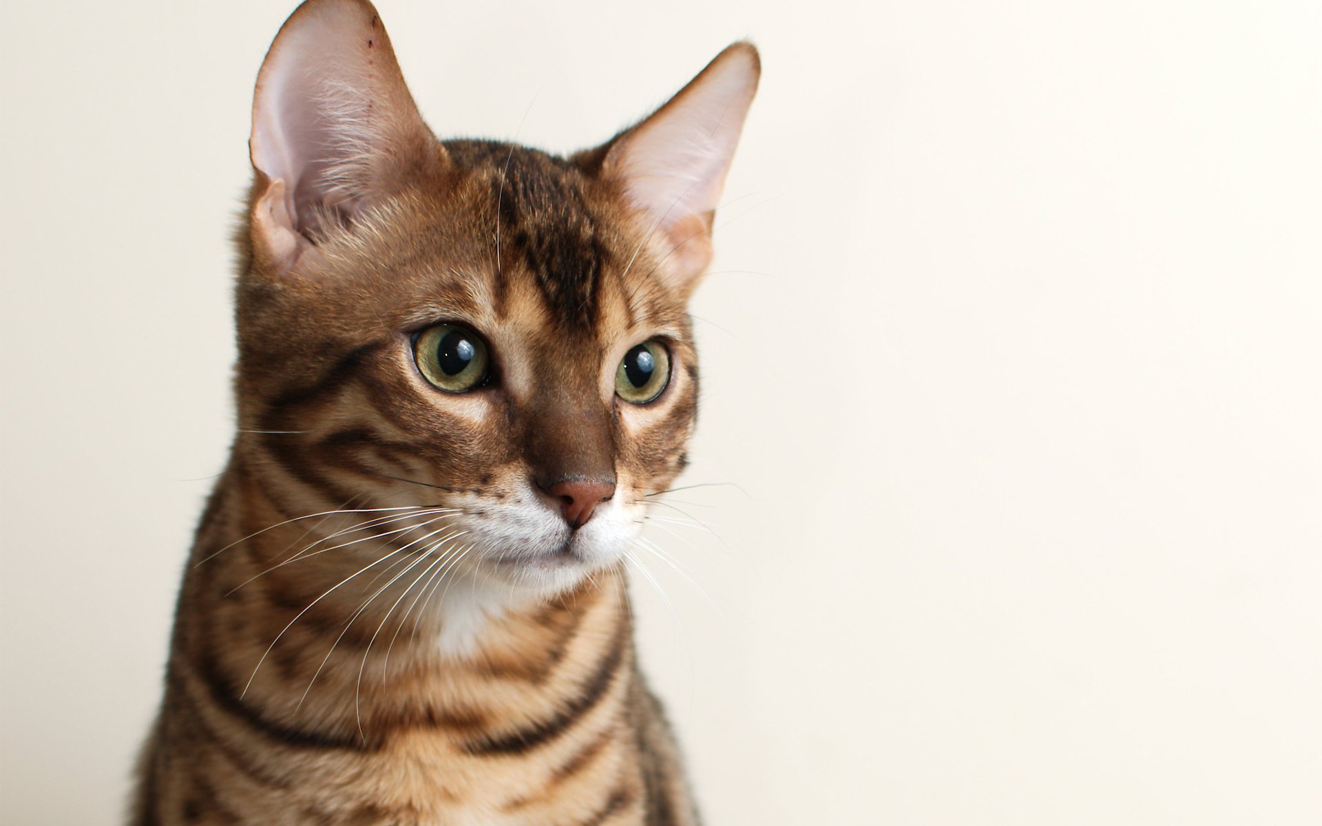 cat background cat muzzle bengal bengali