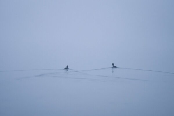 Two ducks swim on the lake in the fog