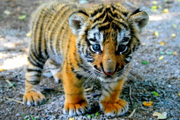 A cute little tiger cub with blue eyes