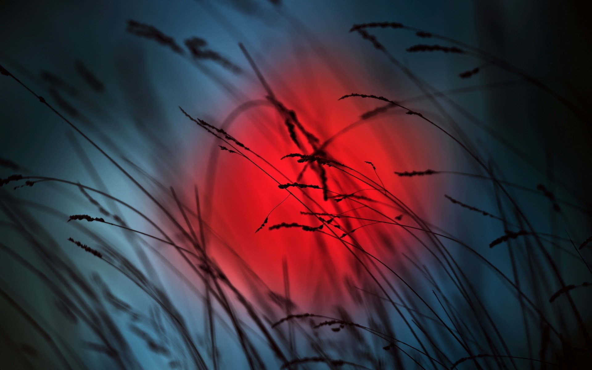grass night nature