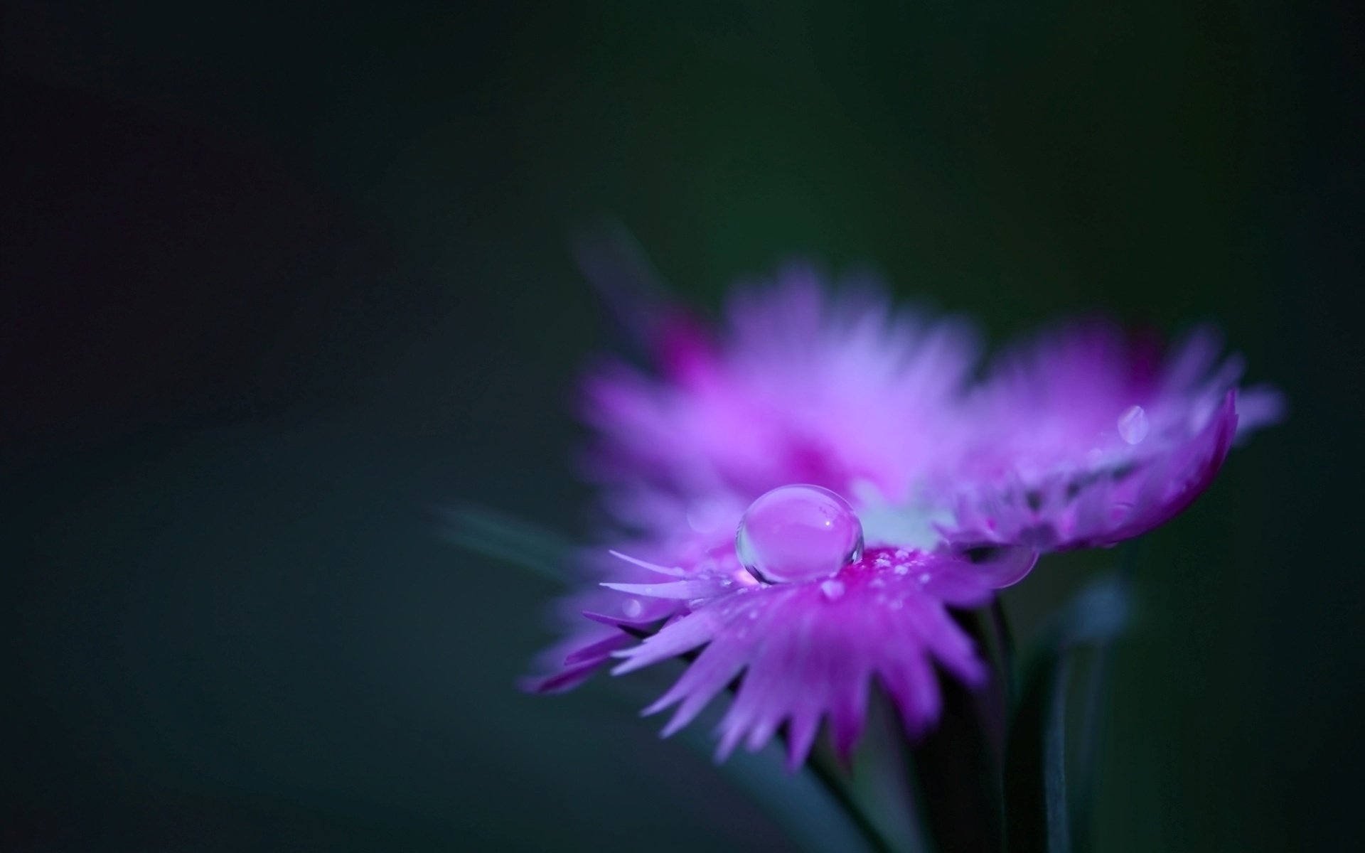 flower petals pink carnation field plant