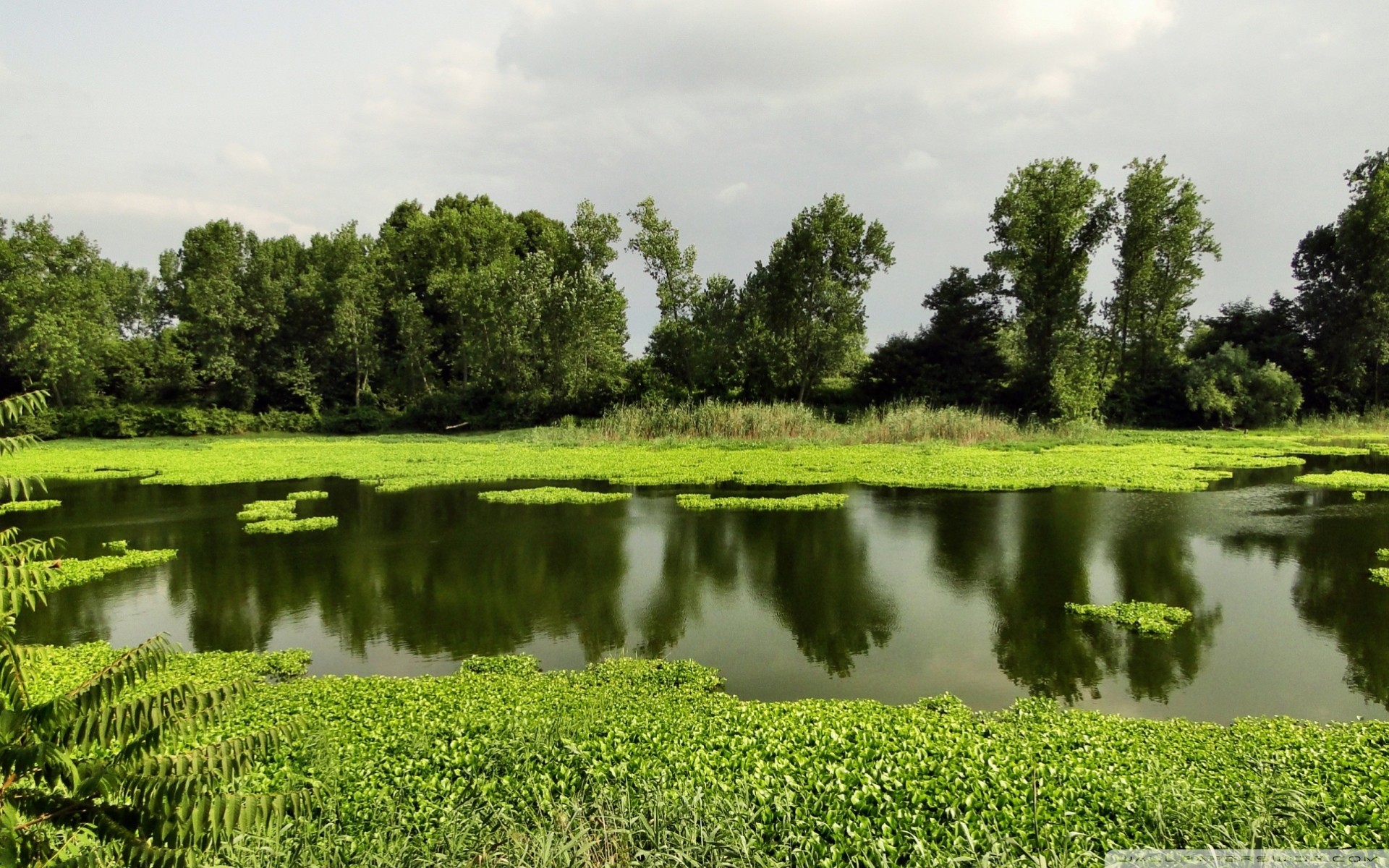 lake landscape summer nature
