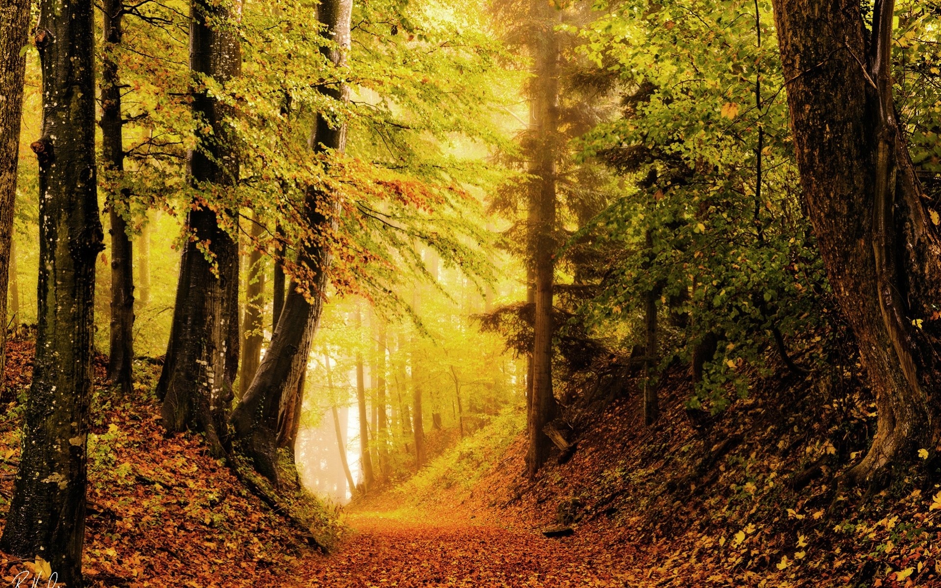 autumn foliage forest brightness nature