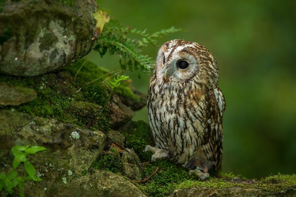 Beauty in the forest. Owl in nature
