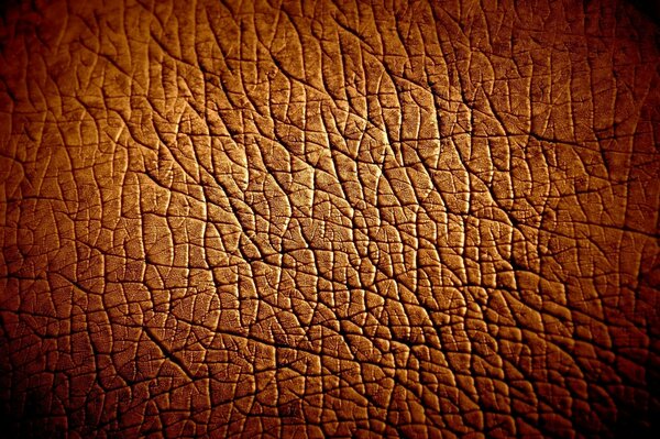 Brown material similar to hippo skin