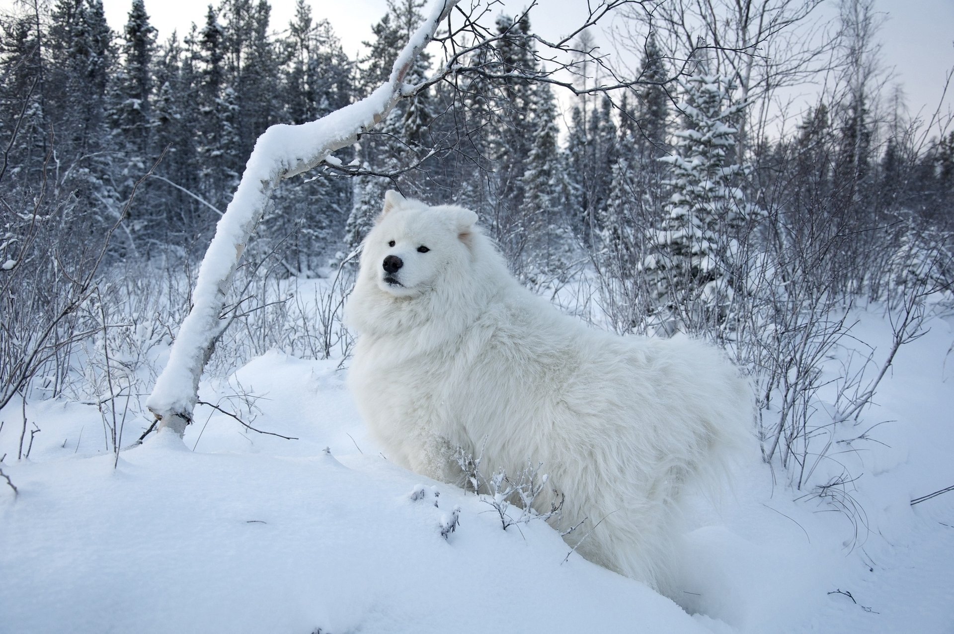 winter forest snow