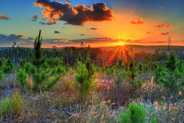 Fascinating landscape of young trees at sunset