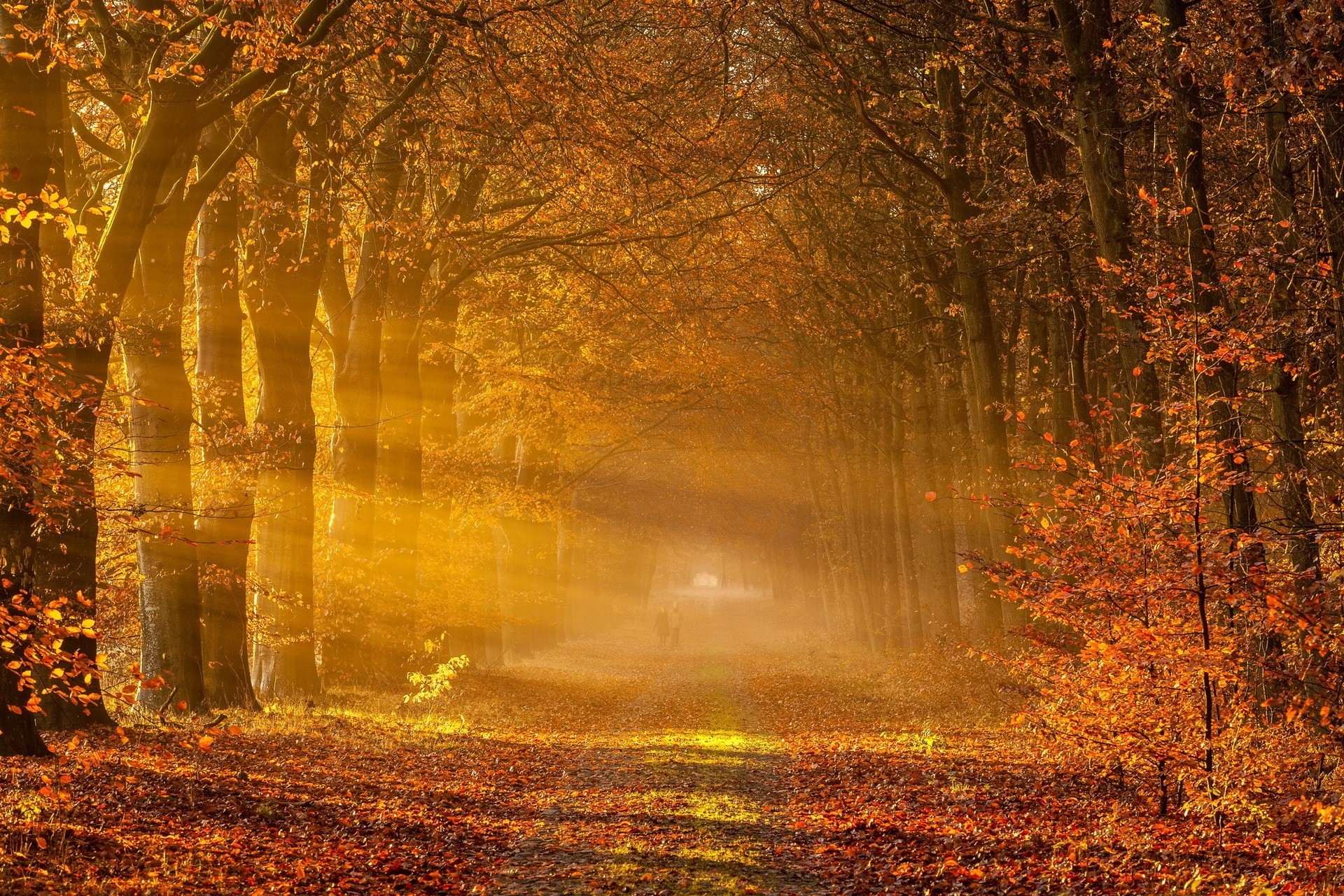 autumn fog road landscape