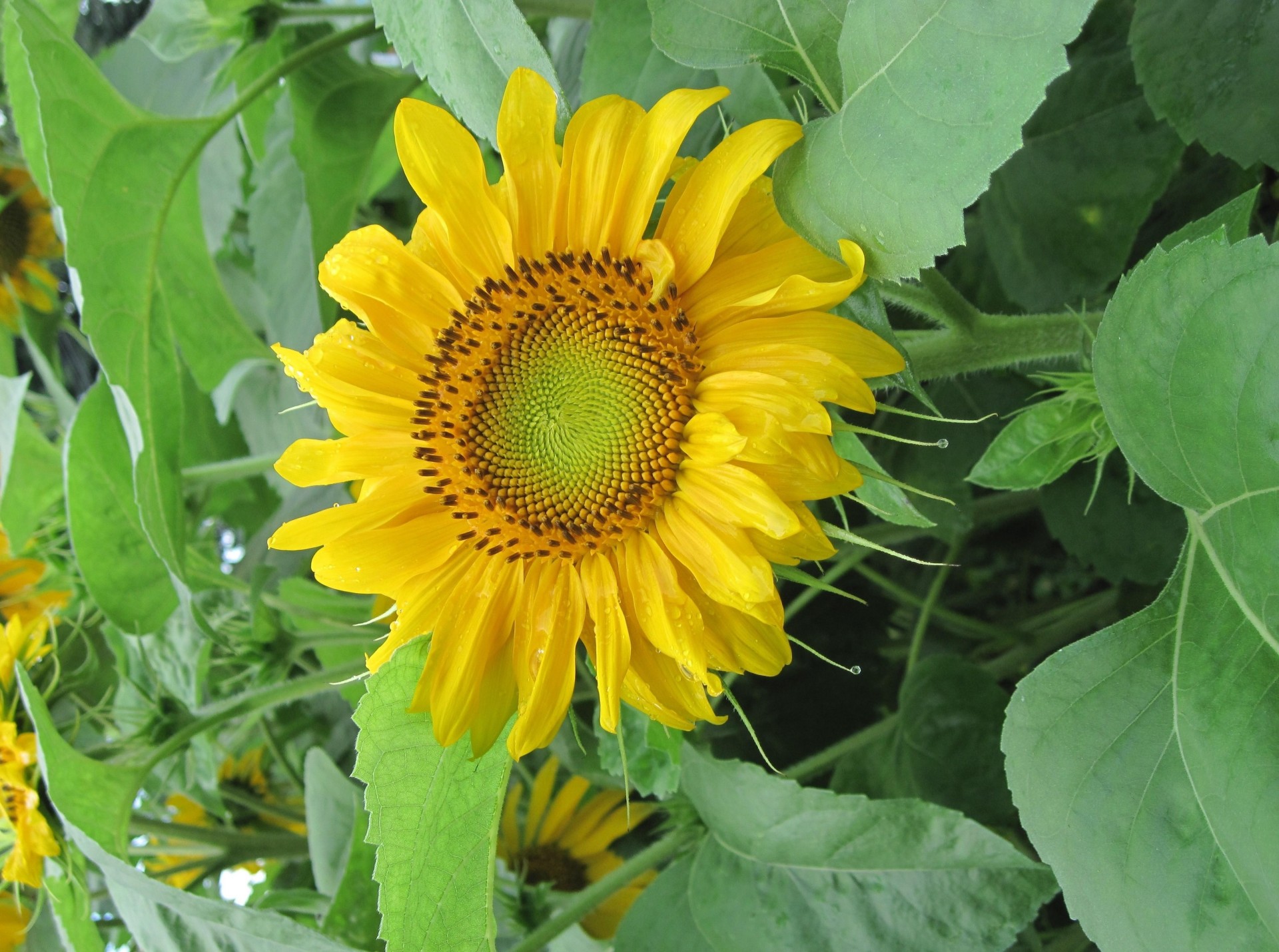 mood sunflowers summer green