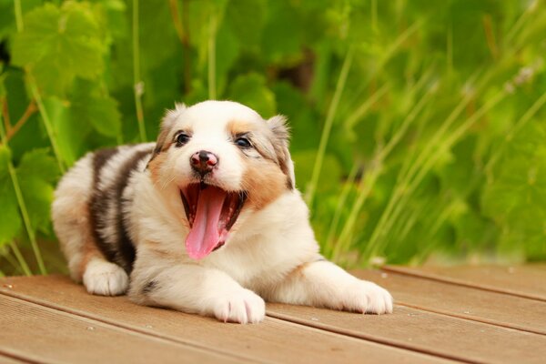 Desktop wallpaper puppy yawns