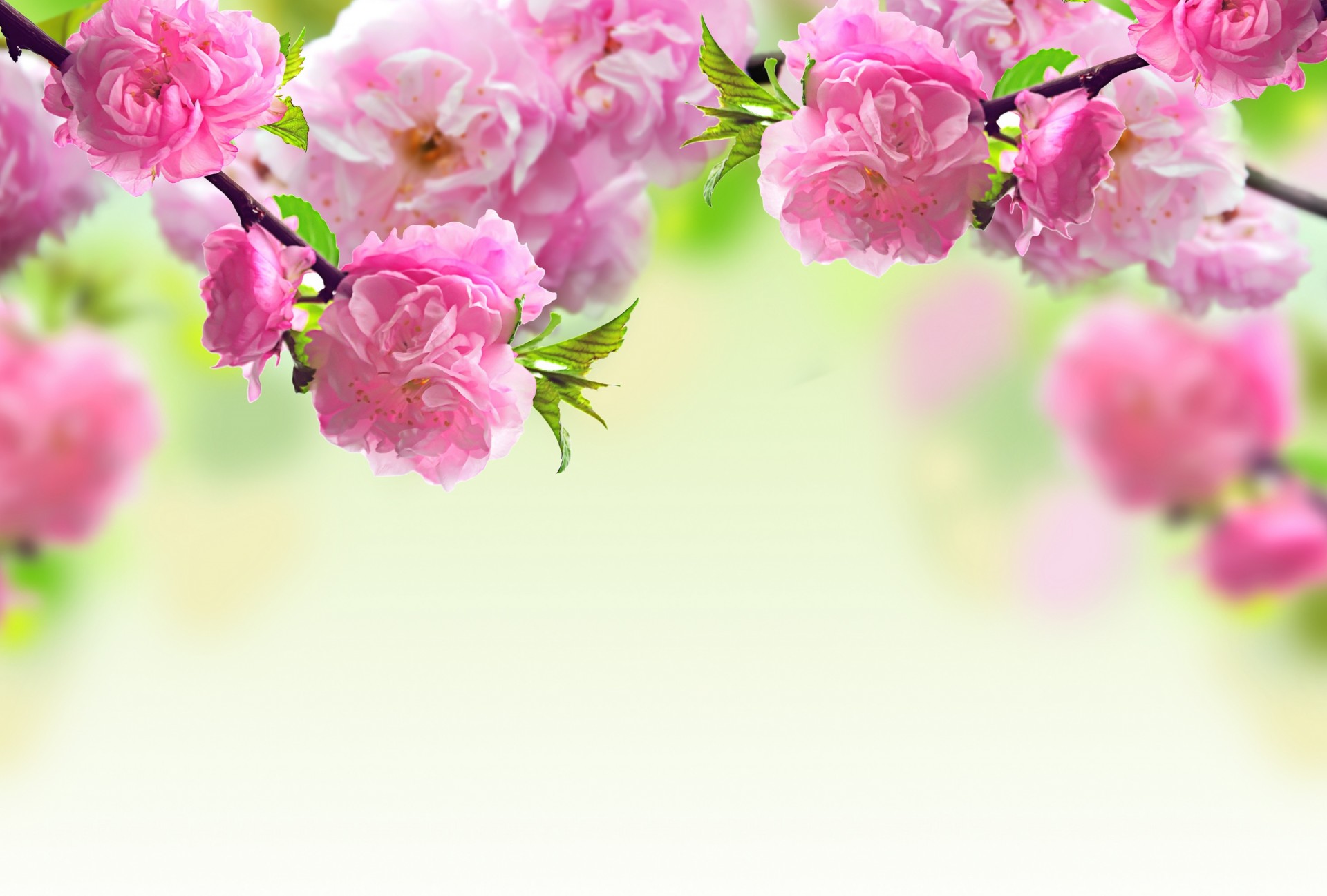 flower spring